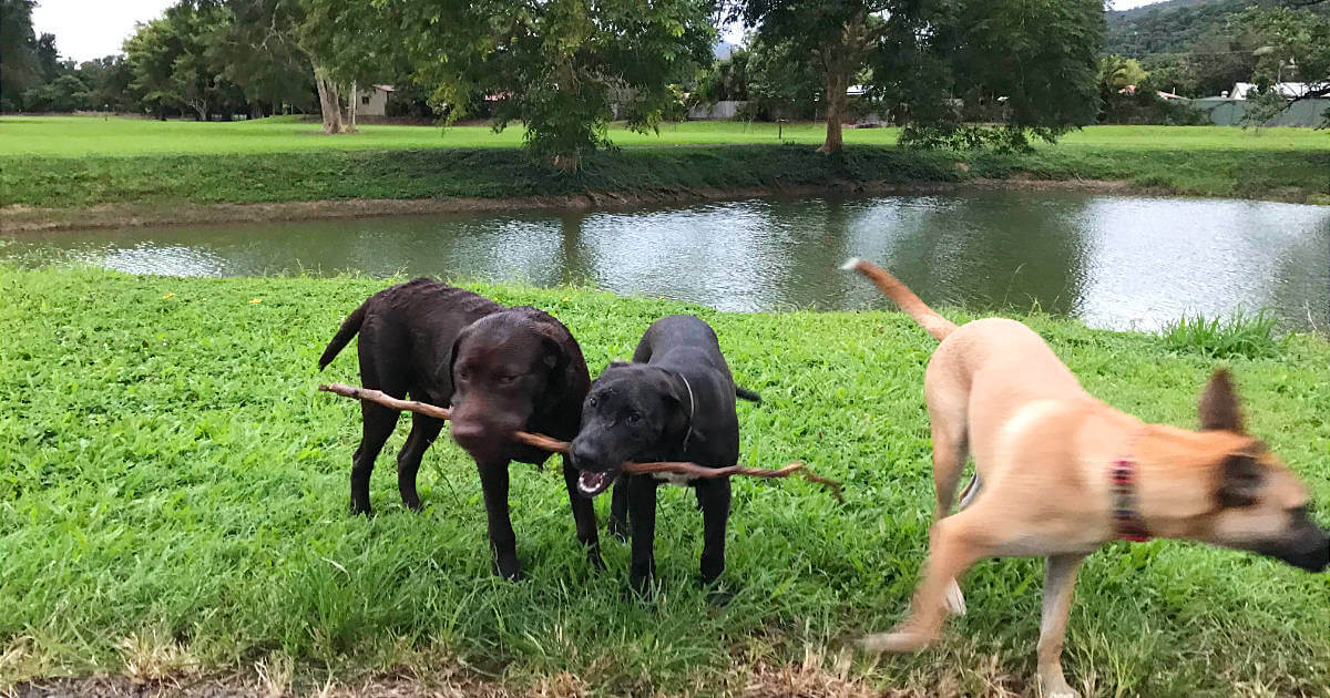 Biggie, Oreo and Baloo at Barron Waters playing with a stick