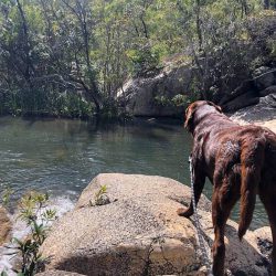 dog friendly swimming hole cairns emerald creek falls