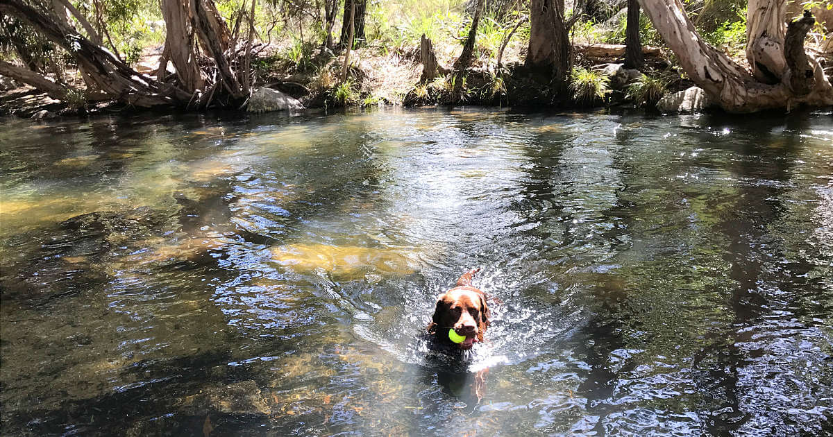 Dog Friendly Swimming hole near cairns emerald creek