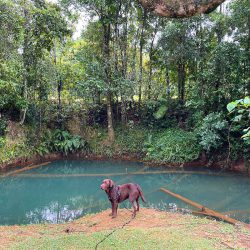 dog wants to swim at Tropical Woopen Creek Camping
