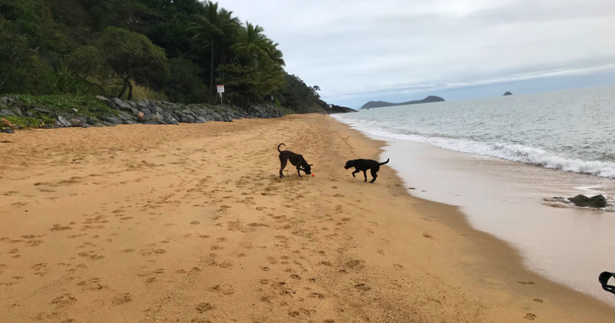 Biggie and Myla play at the dog beach in Trinity Beach