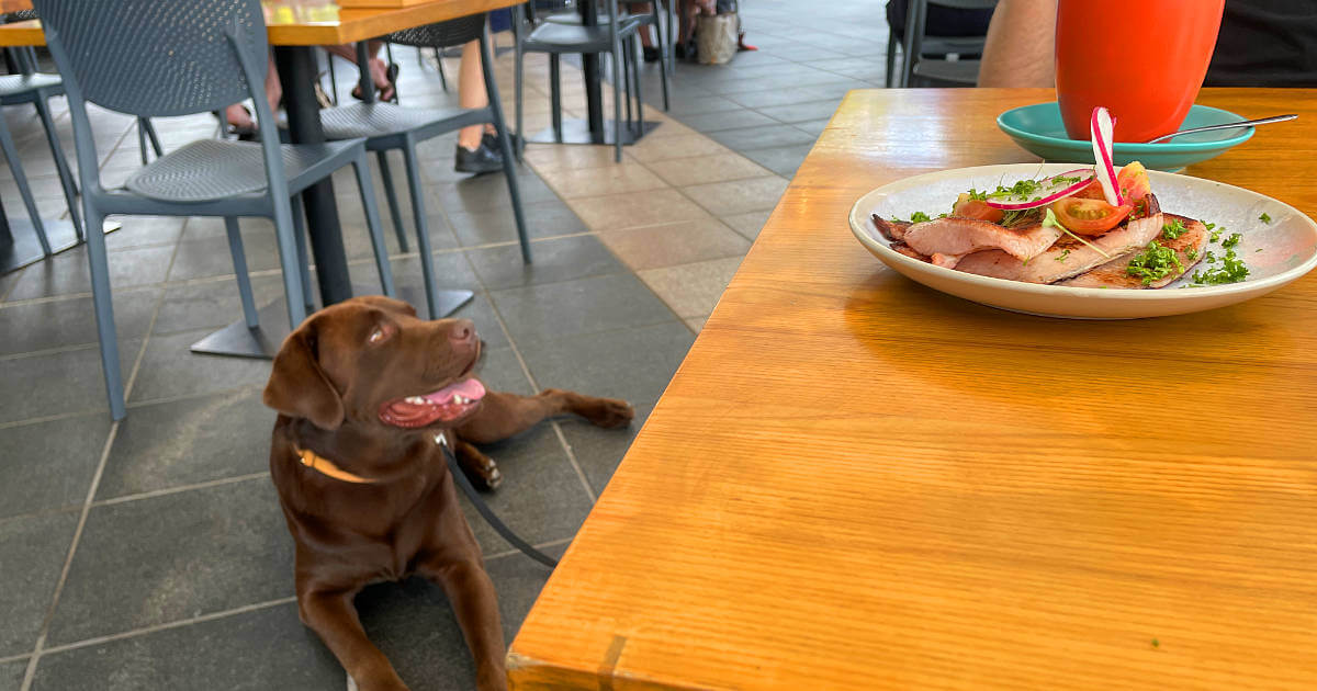 biggie at Blu Marlin Bistro Cairns staring at bacon