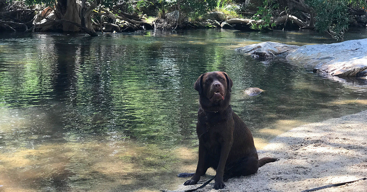 Biggie confused at Emerald Creek - One of the Dog friendly activities
