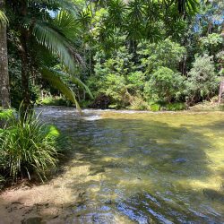 Dog friendly swimming holes cairns